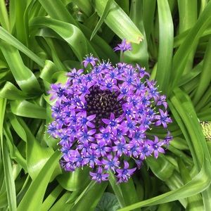 Meet your Posher, Chante